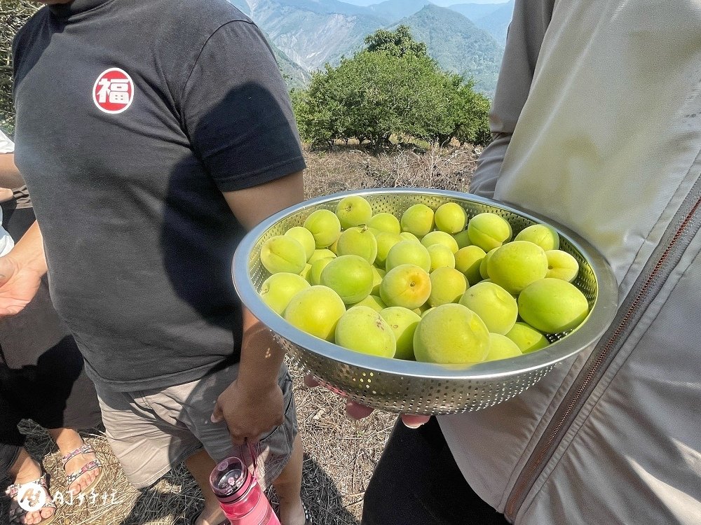 山中水手露營區｜高雄露營區推薦｜桃源區｜類野營半原始風貌的無