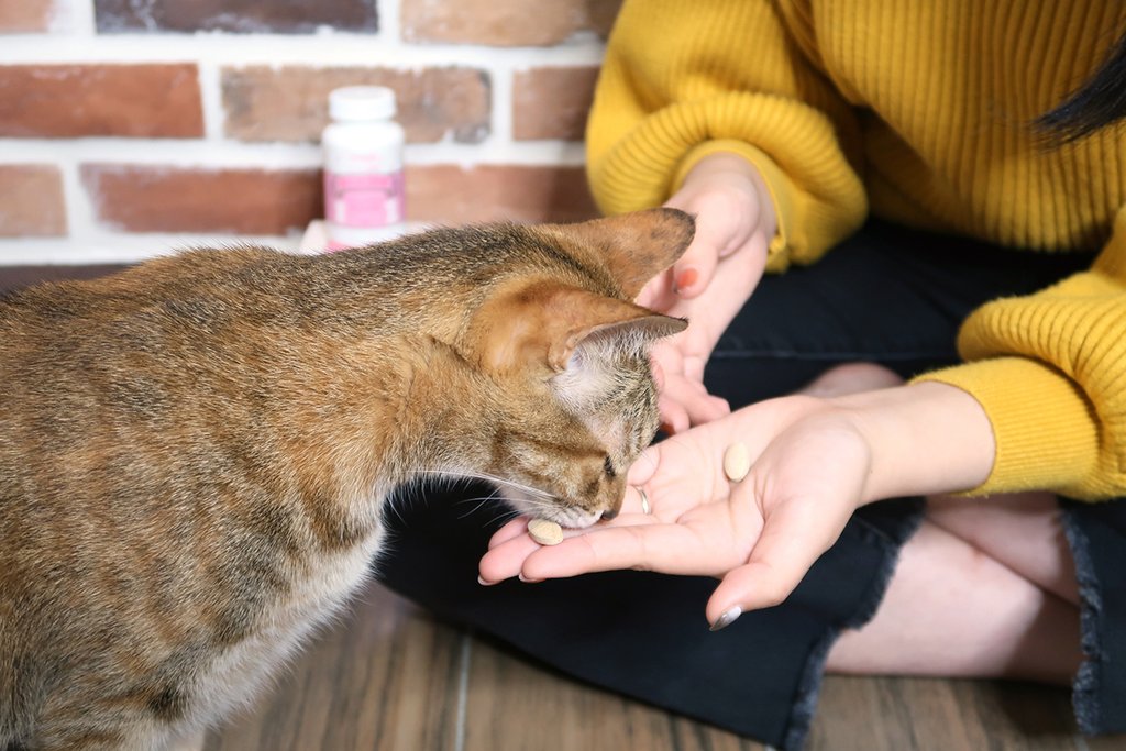 PS BUBU DOG %26;amp; CAT 超級黑酵母－極上的38種-寵物保健食品 (5).JPG