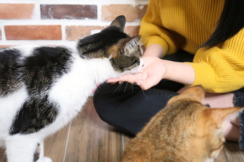 PS BUBU DOG %26;amp; CAT 超級黑酵母－極上的38種-寵物保健食品 (6).JPG
