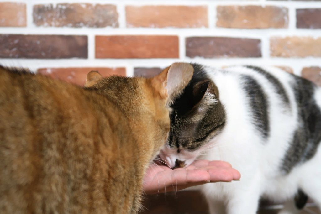 PS BUBU DOG %26;amp; CAT 超級黑酵母－極上的38種-寵物保健食品 (8).JPG