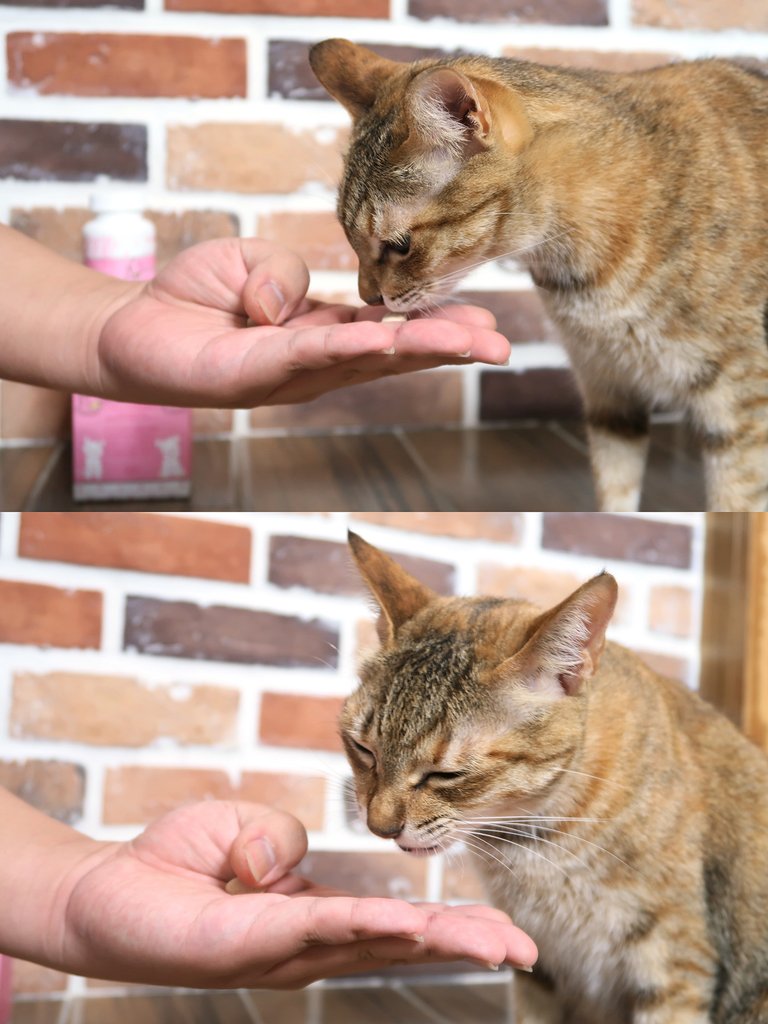 PS BUBU DOG %26;amp; CAT 超級黑酵母－極上的38種-寵物保健食品 (7).JPG