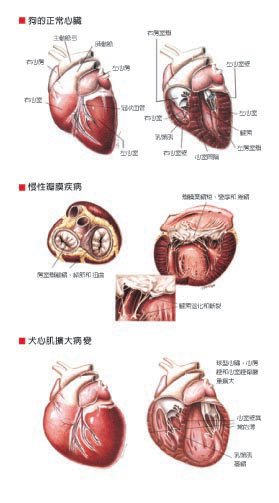 heart11.jpg