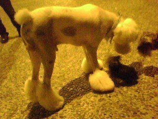 IMG0073A.jpg