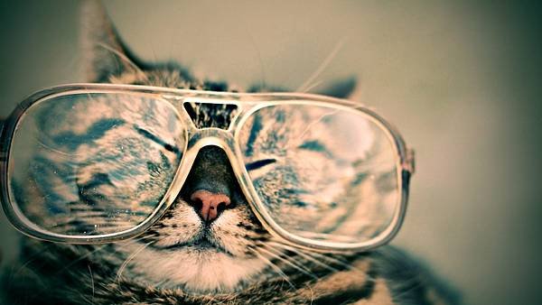 boss-fight-free-high-quality-stock-images-photos-photography-glasses-cat.jpg