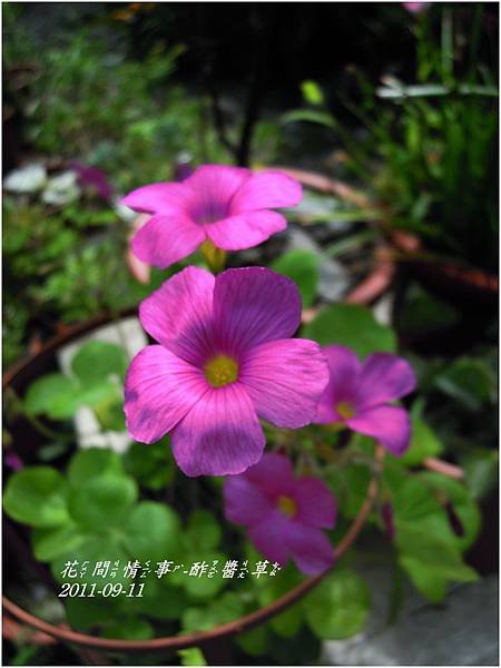 2011-09-酢醬草8.jpg
