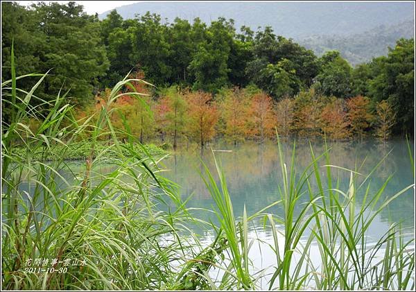 2011-10-雲山水的落羽松1.jpg