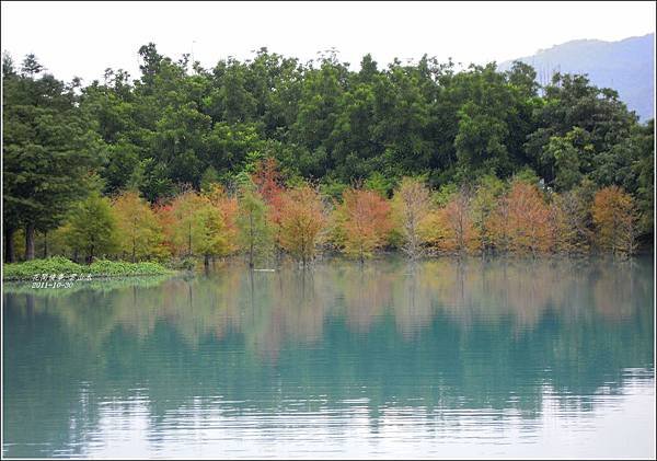 2011-10-雲山水的落羽松6.jpg