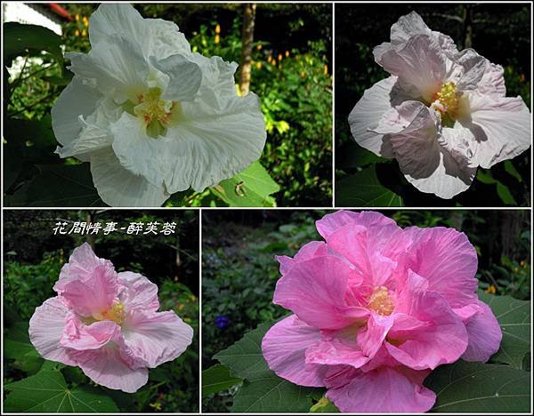 2011-11-醉芙蓉18.jpg