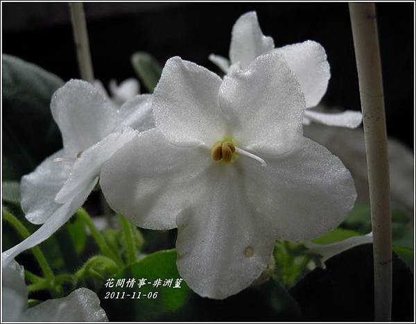 2011-11-非洲蓳4.jpg