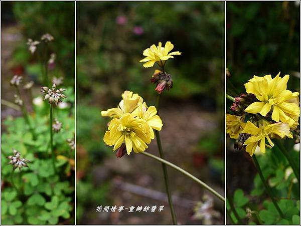 2012-04-重瓣黃花酢醬草8