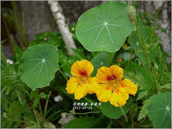 2012-04-金蓮花2