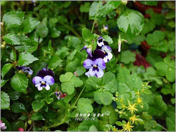 2012-04-香蓳菜1
