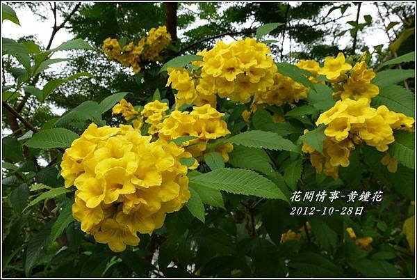 2012-10-黃鐘花4