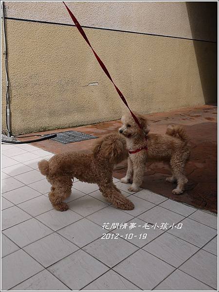 2013-01-毛小孩小Q12