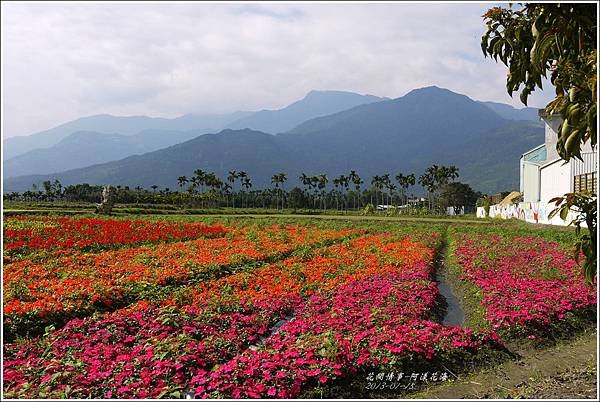 2013-01-阿漾花海13