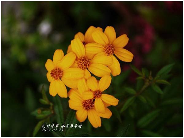 2013-02-芬香萬壽菊13