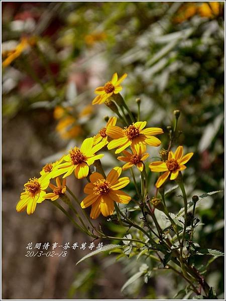 2013-02-芬香萬壽菊8