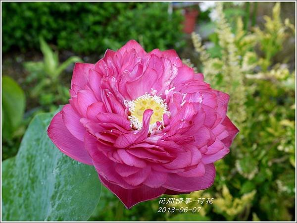 2013-06-荷花4