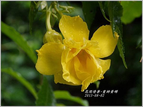 2013-08-重瓣黃蟬11.jpg