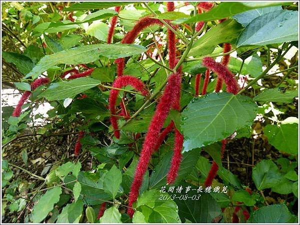 2013-08-長穗鐵莧6.jpg