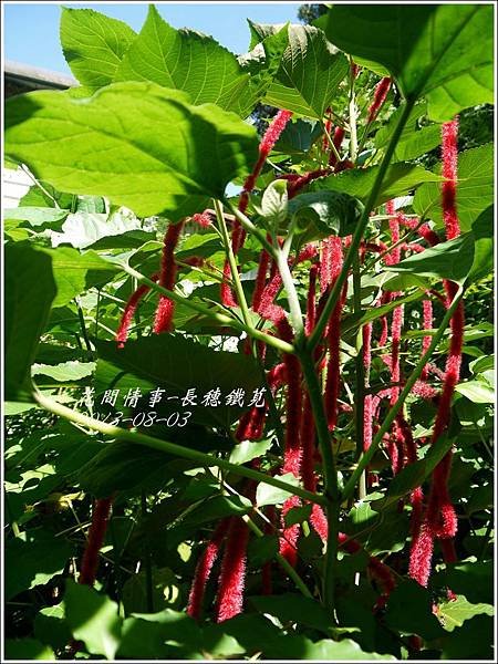 2013-08-長穗鐵莧10.jpg