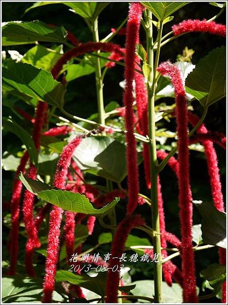 2013-08-長穗鐵莧11.jpg