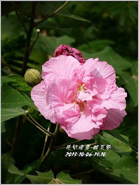 2013-10-醉芙蓉15.jpg