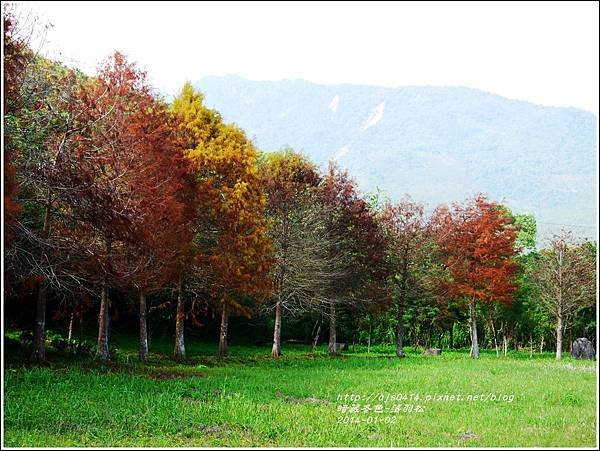 2014-01-小公園落羽松之美2.jpg