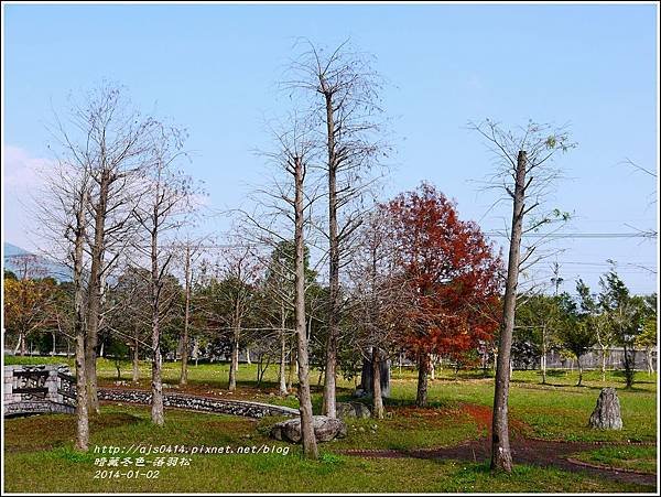 2014-01-小公園落羽松之美3.jpg