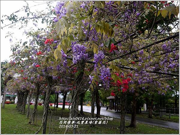 2014-03-兆豐遇紫藤花10.jpg