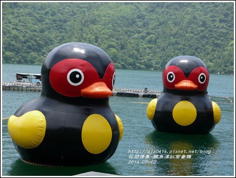 2014-07-鯉魚潭紅面番鴨10.jpg