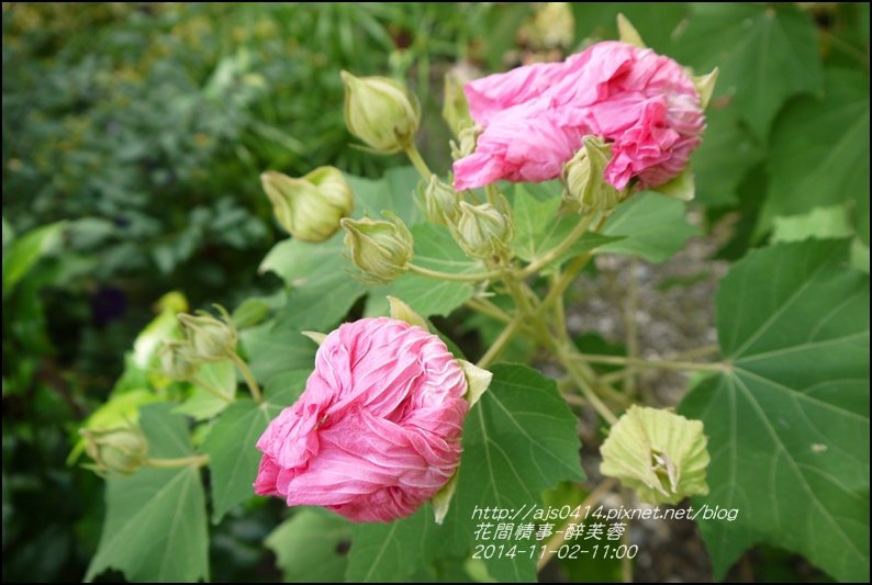 2014-12-醉芙蓉17.jpg