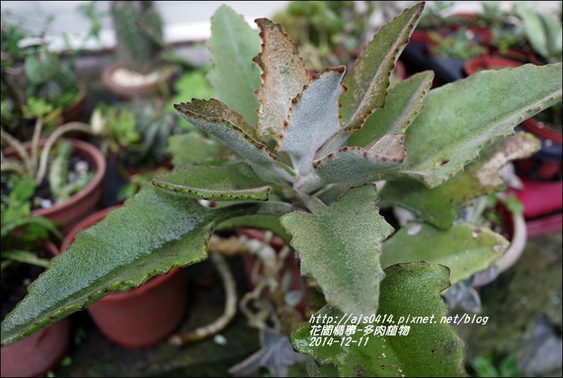 2014-12-多肉植物9.jpg