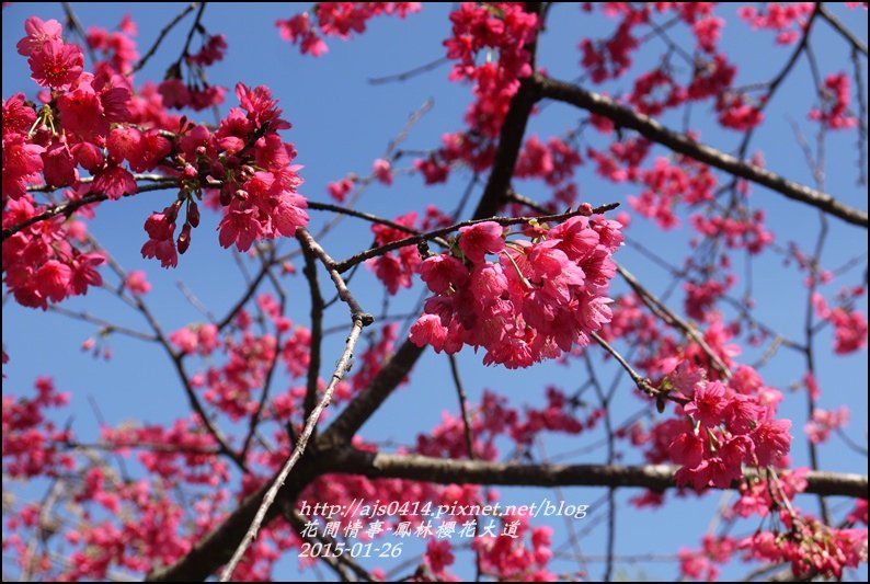 2015-01-鳳林櫻花大道14.jpg