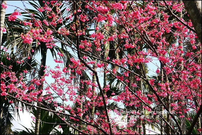 2015-01-鳳林櫻花大道26.jpg
