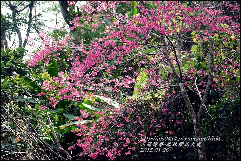 2015-01-鳳林櫻花大道29.jpg