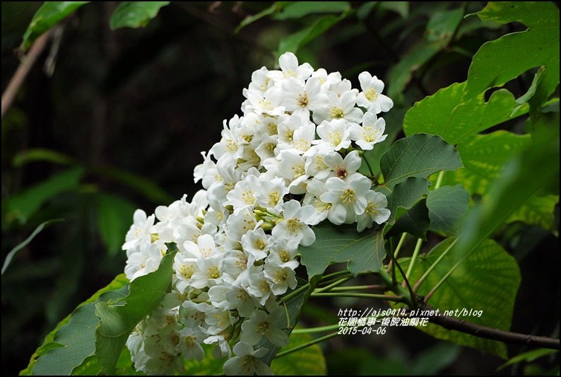 2015-04-後院油桐花12.jpg