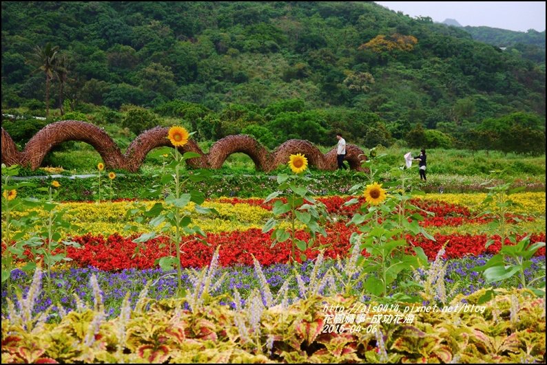 2015-04-成功花海17.jpg