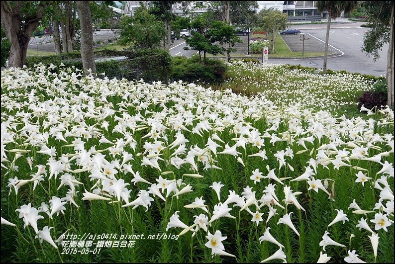 2015-秀姑巒溪泛舟遊客中心(百合花海)29.jpg