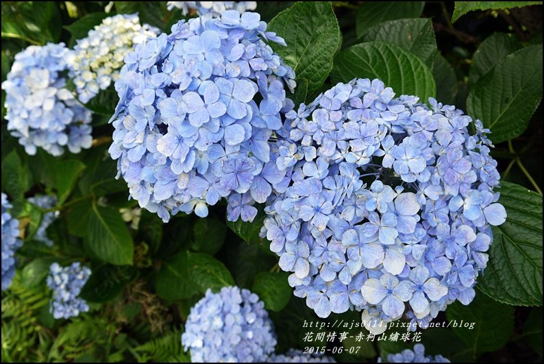 2015-06-赤柯山繡球花38.jpg
