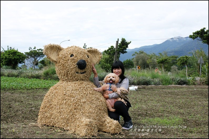 2015-12-富里花海17.jpg