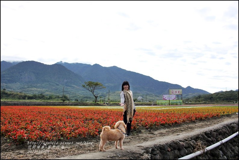 2015-12-富里花海24.jpg