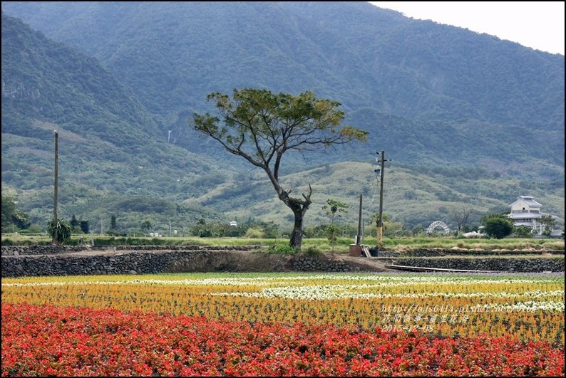 2015-12-富里花海23.jpg