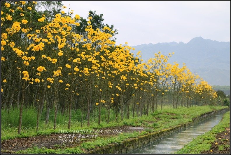 2016-02-黃花風鈴木(富源國中旁)20.jpg