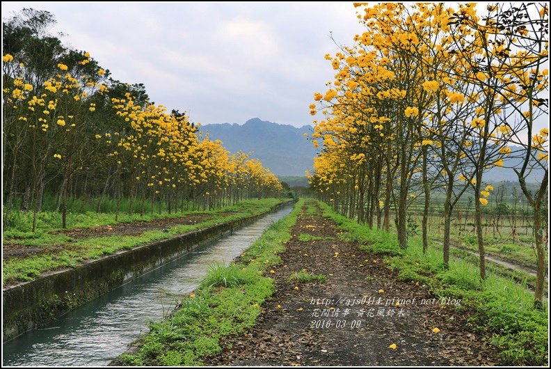 2016-02-黃花風鈴木(富源國中旁)27.jpg