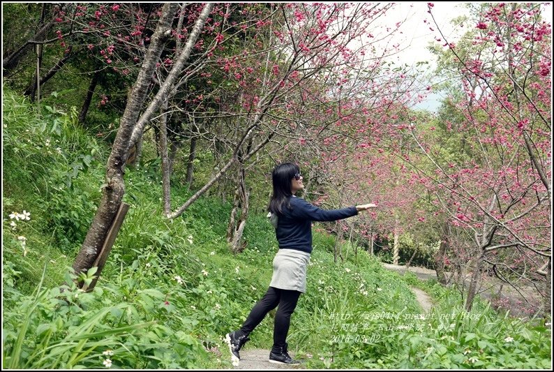 2016-03-玉山神學院八重櫻19.jpg