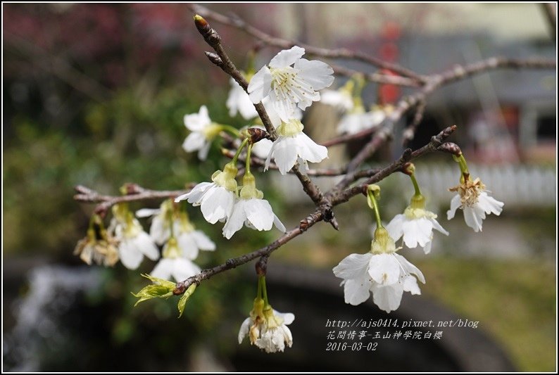 2016-03-玉山神學院白櫻4.jpg