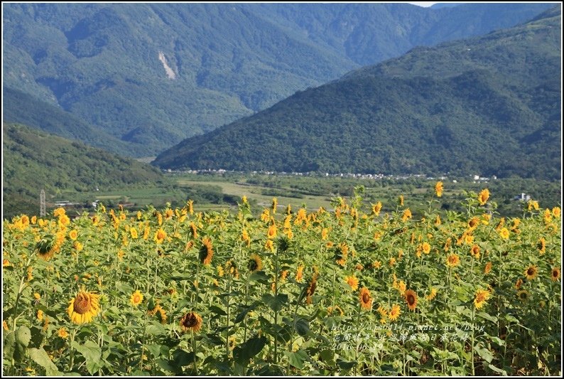 北迴歸線向日葵花海-2016-06-02.jpg