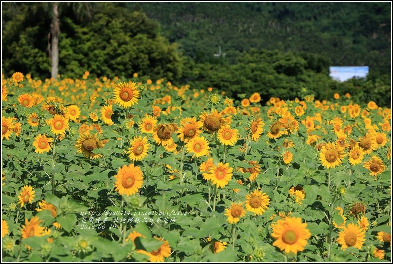 北迴歸線向日葵花海-2016-06-36.jpg