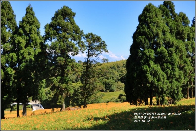 赤柯山賞金趣(金針花海)-2016-08-54.jpg